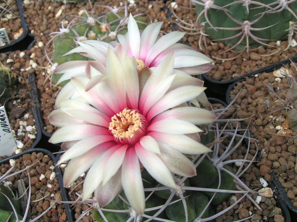 Gymnocalycium mostii FR438 hrubotrnne